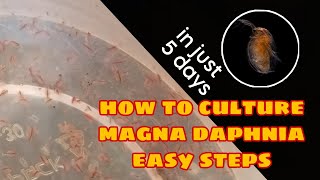 How to Culture Magna Daphnia Easily [upl. by Lorne]