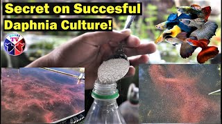 How to Culture Daphnia Successfully [upl. by Sharl]