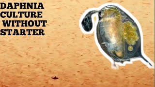 HOW TO CULTURE DAPHNIA NATURALLY WITHOUT A STARTER [upl. by Ahsemad]