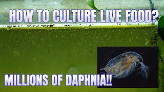 How to Culture Daphnia Secret Method to Breed MILLIONS  Simply Aquatic [upl. by Cavill]