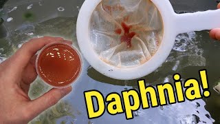 How I Culture Daphnia In Outdoor Tubs [upl. by Kata328]