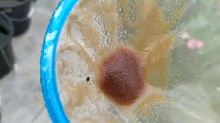 How to culture daphnia moina in a small container Part 1 English Subtitle [upl. by Nolahs502]