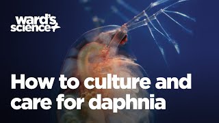 How to Culture and Care for Daphnia [upl. by Lenahc]