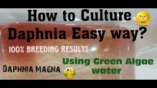 Daphnia MagnaHow to Culture Daphnia Easy wayCulturing Daphnia using Green water Daphnia [upl. by Aihseya]