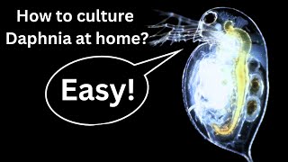 BEST Live Fish Food Beginner guide How to Culture Daphnia at home [upl. by Nolasba]