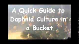 How to culture daphnia outside [upl. by Nauqit13]