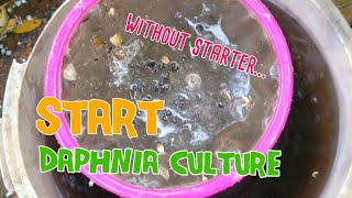 How to culture daphnia moina the easy way 1  Starting the Daphnia culture [upl. by Shaper]