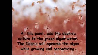 Daphnia  How to grow daphnia in your home [upl. by Aztiram74]