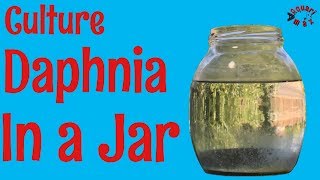 How to Culture Daphnia in a Jar [upl. by Aihsekan]