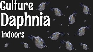 How to Culture Daphnia [upl. by Netsuj]