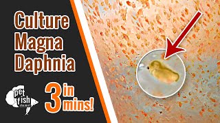 How to culture DAPHNIA MAGNA  The easy way [upl. by Hilde868]