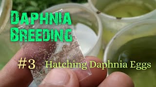 Daphnia Culture made simple and easy 3  Hatching Daphnia eggs [upl. by Elleahcim628]