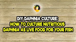 DIY Daphnia Culture How to Culture Nutritious Daphnia as Live Food for Your Fish [upl. by Gothar928]