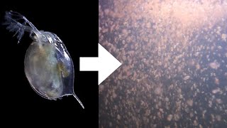 How I Culture Daphnia [upl. by Ilbert362]