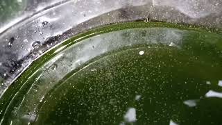 DAPHNIA MOINA CULTURE IN A SMALL BUCKET [upl. by Laubin838]