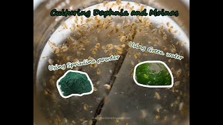 How To Culture Daphnia and Moinas using Green Water Spirulina powder [upl. by Cogn]