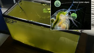 Raising Daphnia for the Freshwater Aquarium [upl. by Gentry]