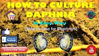 HOW TO CULTURE DAPHNIA In Easy Way [upl. by Inamik]